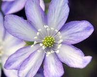 Single bi-coloured flower with blue and white petals.